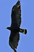 Zone-tailed Hawk