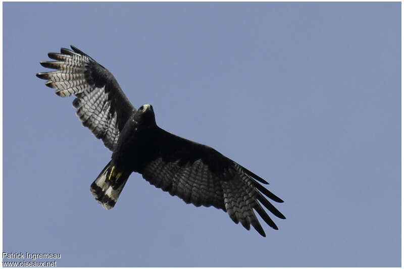 Zone-tailed Hawkadult, Flight