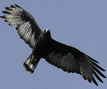 Zone-tailed Hawk