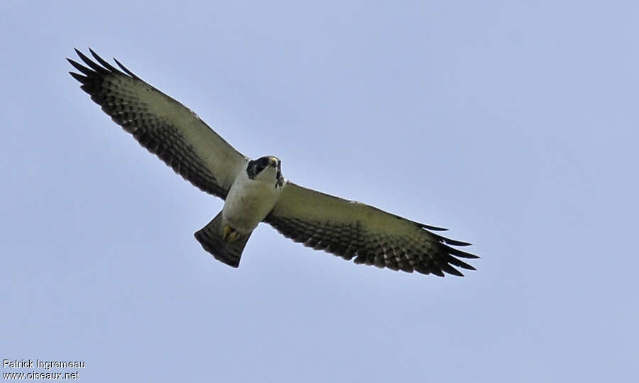 Short-tailed Hawkadult, identification