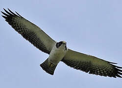 Short-tailed Hawk