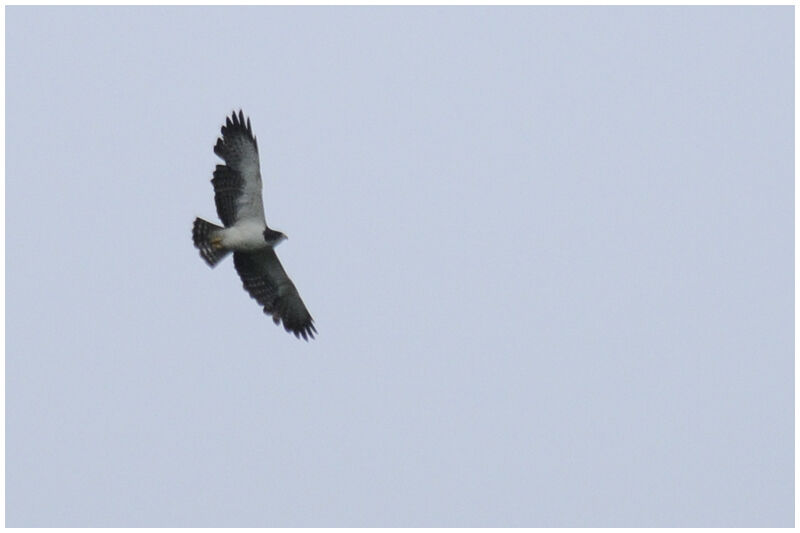 Short-tailed Hawkadult