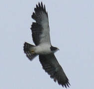 Short-tailed Hawk