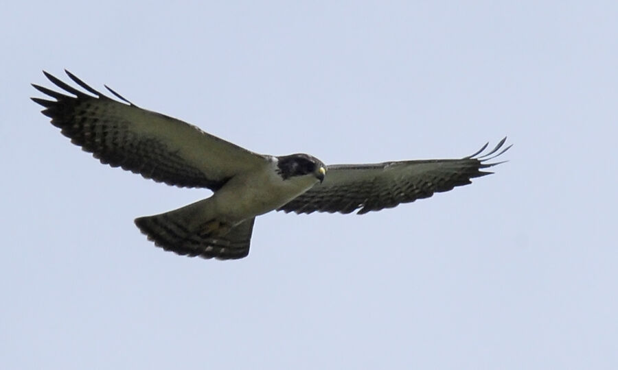 Short-tailed Hawkadult