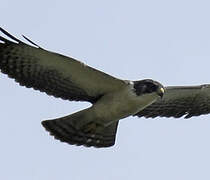 Short-tailed Hawk