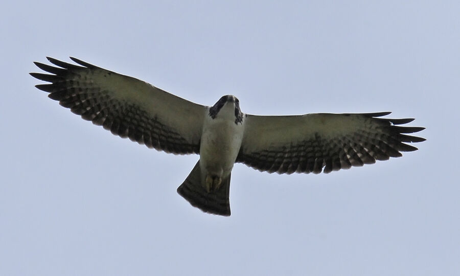 Short-tailed Hawkadult