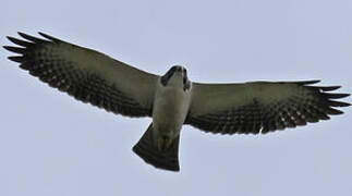 Short-tailed Hawk