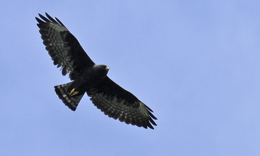 Short-tailed Hawkadult