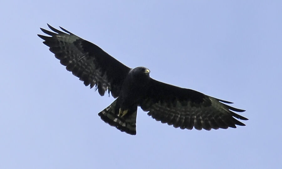 Short-tailed Hawkadult