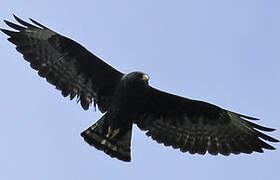 Short-tailed Hawk