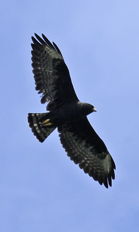 Short-tailed Hawkadult