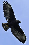 Short-tailed Hawk