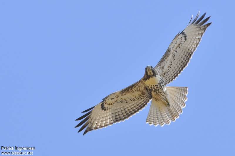 Red-tailed Hawkjuvenile, Flight