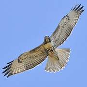 Red-tailed Hawk