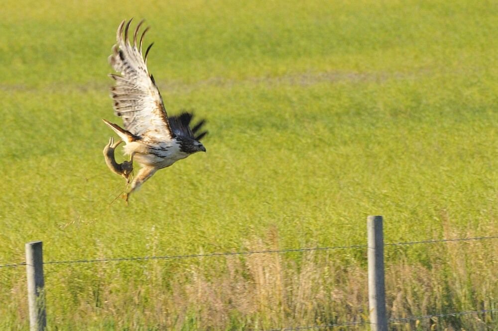 Red-tailed Hawkadult