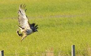 Red-tailed Hawk