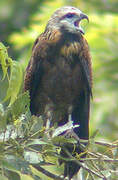 Black-collared Hawk