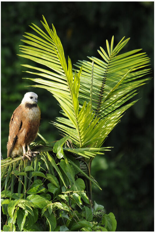 Black-collared Hawkadult