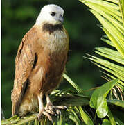 Black-collared Hawk