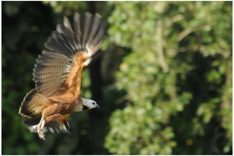 Black-collared Hawkadult