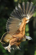 Black-collared Hawk