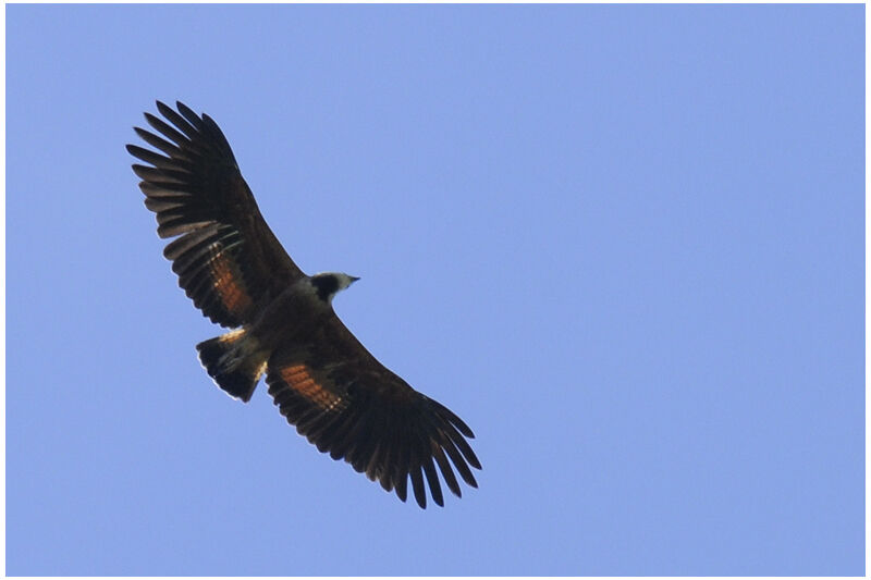 Black-collared Hawkadult