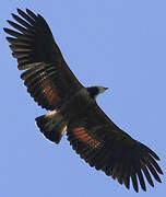 Black-collared Hawk