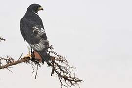 Augur Buzzard