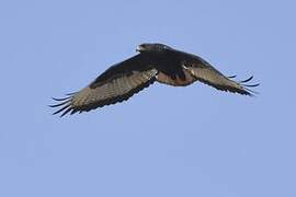 Augur Buzzard