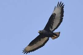 Augur Buzzard