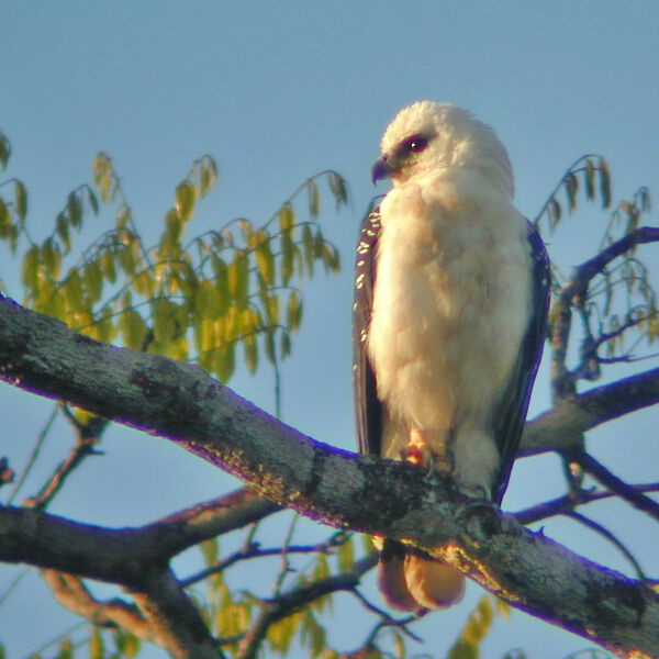 White Hawk