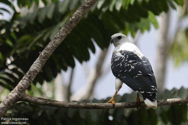 White Hawkadult, identification