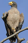 Rufous Crab Hawk