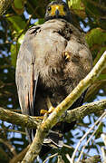 Rufous Crab Hawk