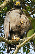 Rufous Crab Hawk