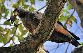 Rufous Crab Hawk