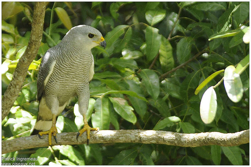 Grey-lined Hawkadult, habitat, pigmentation