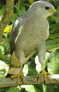 Grey-lined Hawk