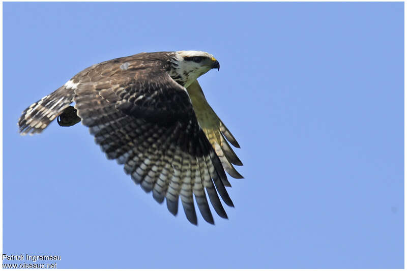 Grey-lined Hawkimmature, Flight