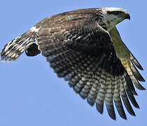 Grey-lined Hawk