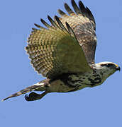 Grey-lined Hawk