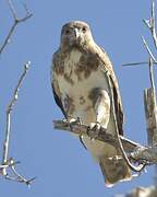 Madagascan Buzzard