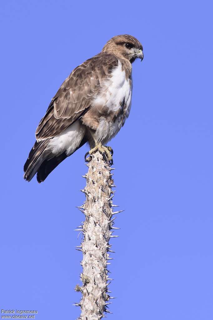 Madagascan Buzzardadult, identification