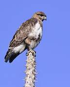 Madagascar Buzzard