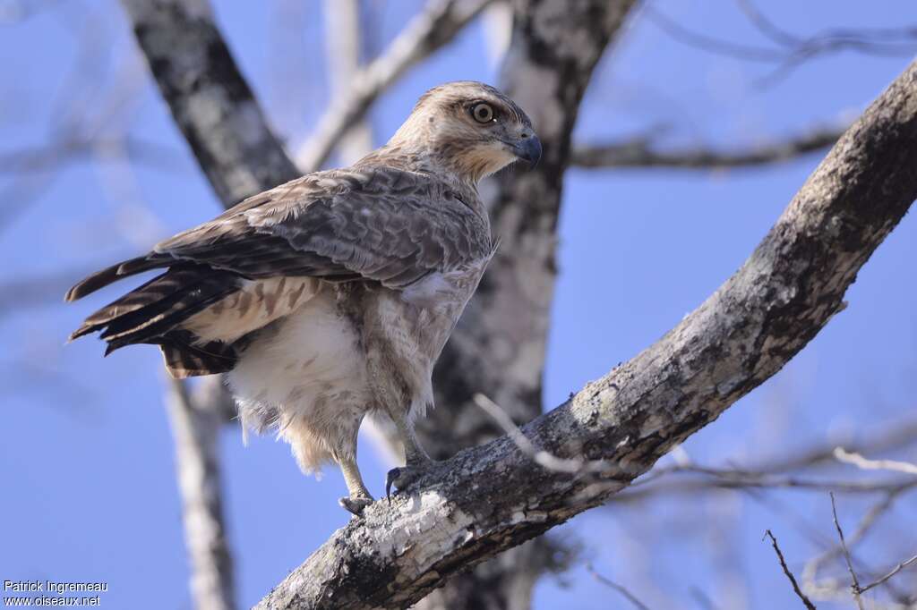 Madagascar Buzzard, Behaviour