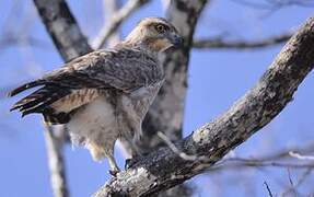 Madagascar Buzzard