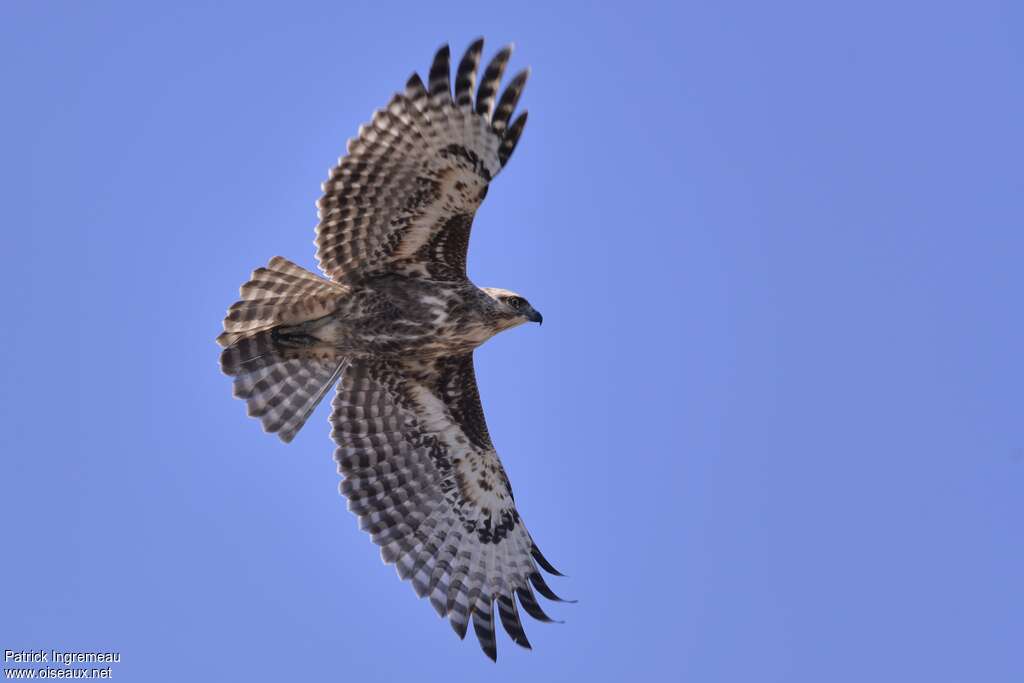 Madagascan Buzzardadult, Flight