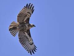 Madagascan Buzzard