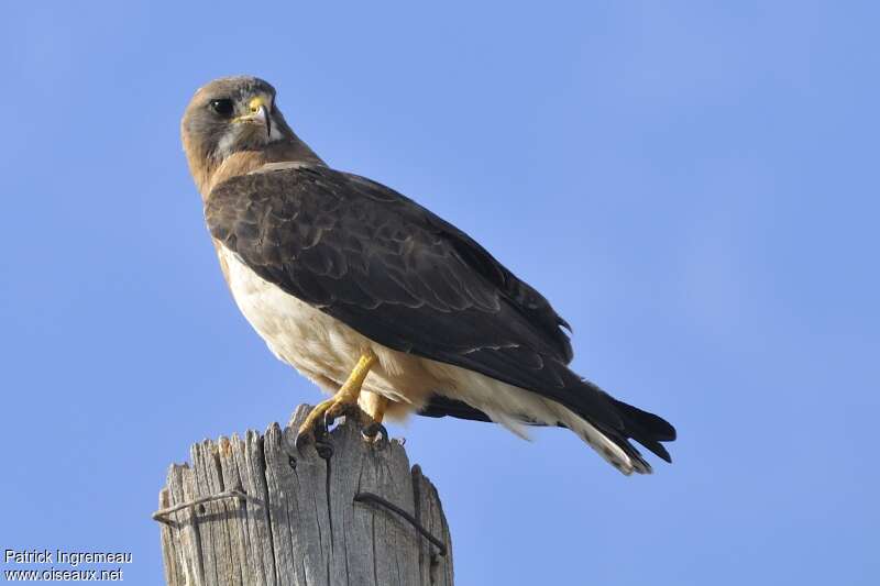 Swainson's Hawkadult, identification