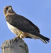 Swainson's Hawk